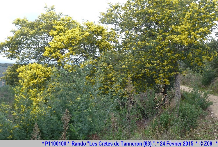 24 Février 2015 - Rando "les crêtes de Tanneron (83)"  859073P1100100