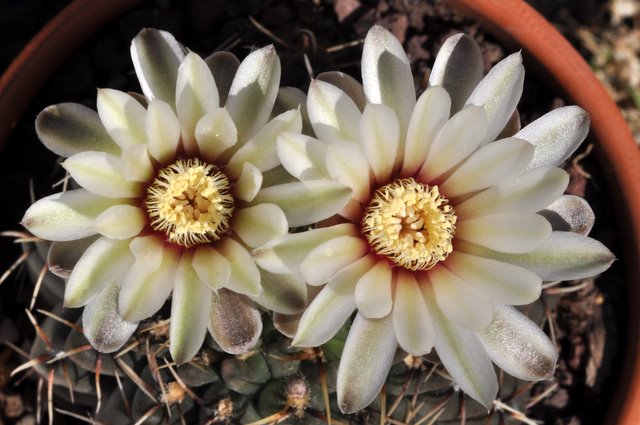 GYMNOCALYCIUM !!! - Page 2 859893gymnocalyciumquehlianum1105043