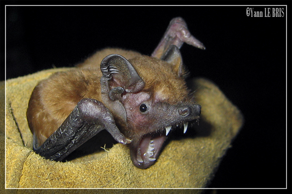 [Nyctalus noctula] Capture d'une noctule commune dans le sud Morbihan 860316NC3