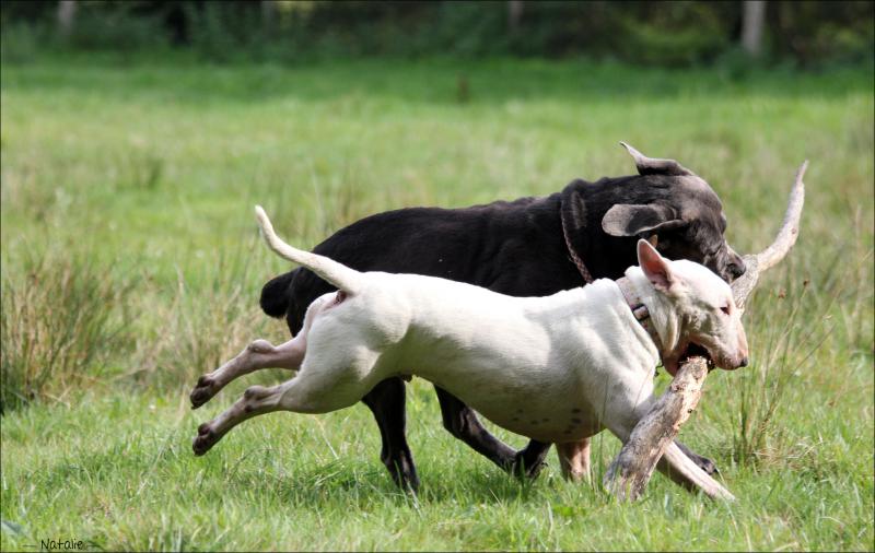 Bidibull ou le chien qui ne servait à rien ... - Page 2 860593Photo015