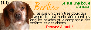 Urgent - BERLIOZ - epagneul breton 6 ans - Refuge Aunay/Odon (14) 860723Berlioz