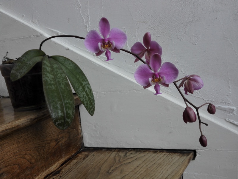 Phalaenopsis schilleriana 860952IMG20160222135449