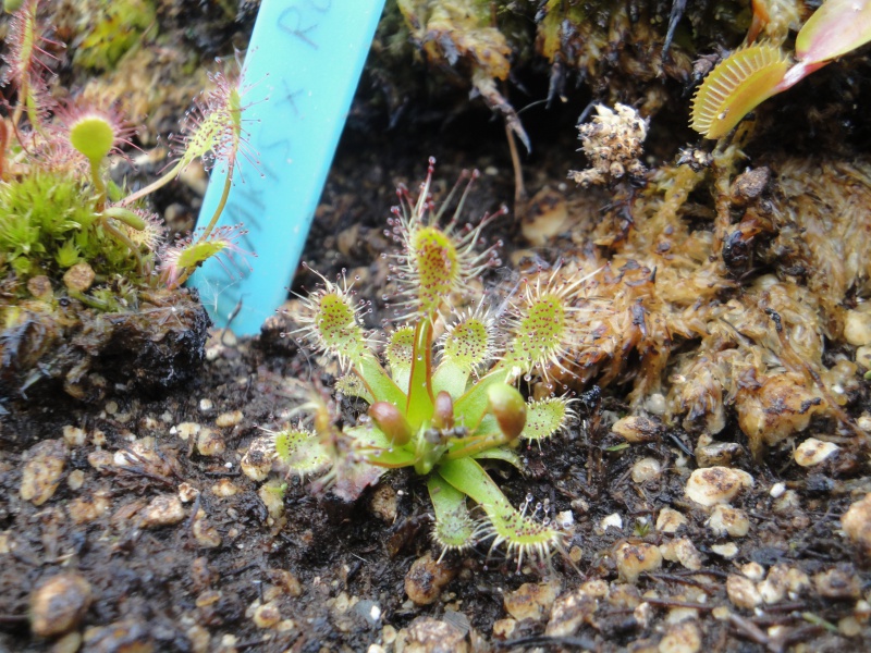 Drosera murfetii - Page 2 861099DSC00992