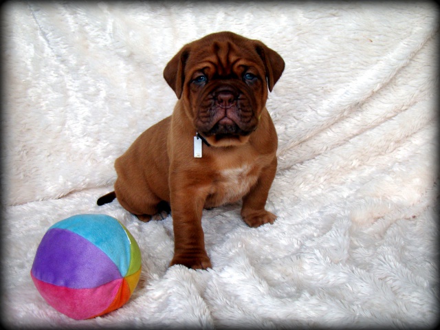 Chili Des Pas de Tacite X Honey bear De l'Aube Rouge (Dogue de Bordeaux) 862354DSC03522