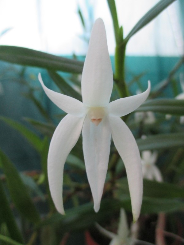 Angraecum mauritianum 863276img0024