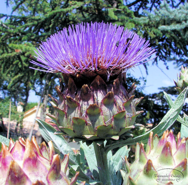 Les Fleurs de mon jardin suite 1 864703174