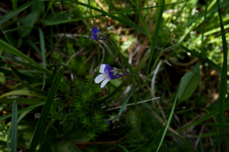 Grassettes in situ en Juin 2017 864705DSC03478