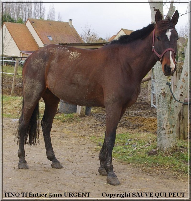 [PLACE EMELINE] TINO TF ENTIER 5 ans La force tranquille TRES URGENT 865344Tino4