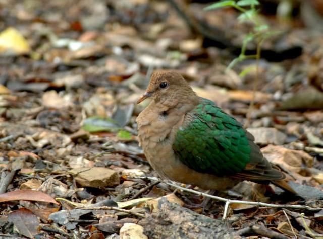 La colombine turvert d'Australie et/ou colombine du Pacifique (C. longirostris). 865907colombine.turvert.pain.1g