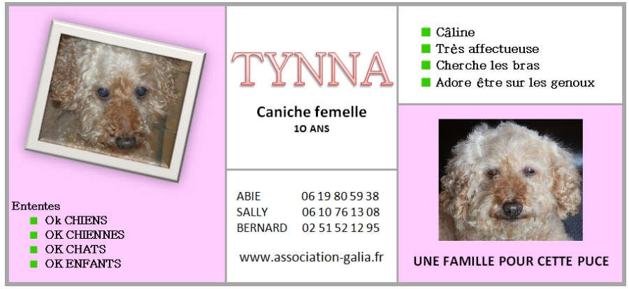 TYNNA CANICHE F 10 ANS ASSOCIATION GALIA 85  866147tunacorri