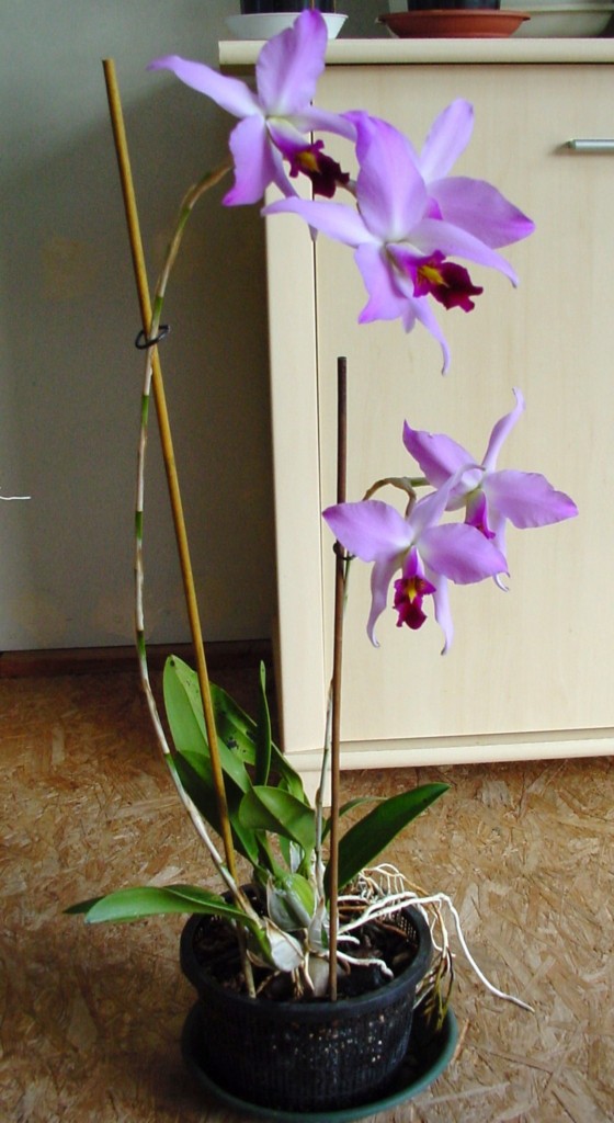 Laelia anceps subsp. dawsonii f. chilapensis (Guerrero) 867584DSC061431024x768