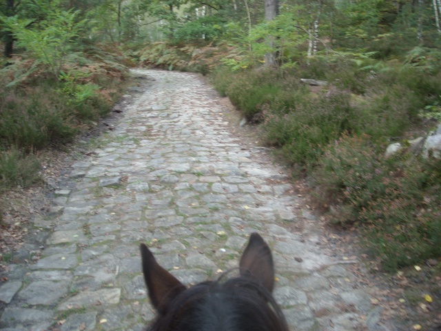 Balade de 2h - Milly la Forêt - Chapeau de Napoléon 870668DSCN3759