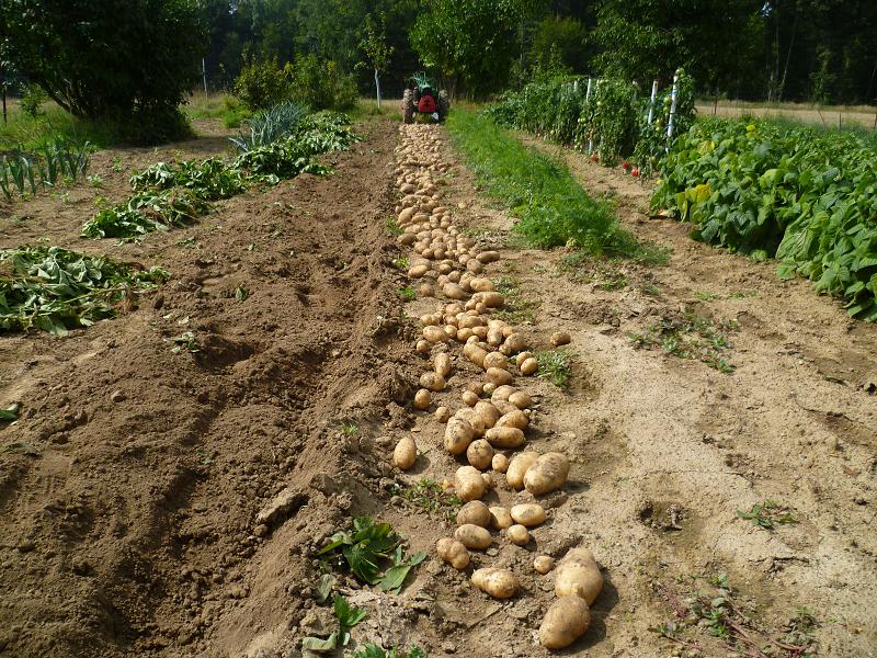 Mes pommes de terres 2011 871053Pdt2011rcolte