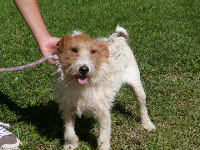 BUDDY Fox Terrier 3 ans - Spa de Poitiers (86) 872821245fBuddy18