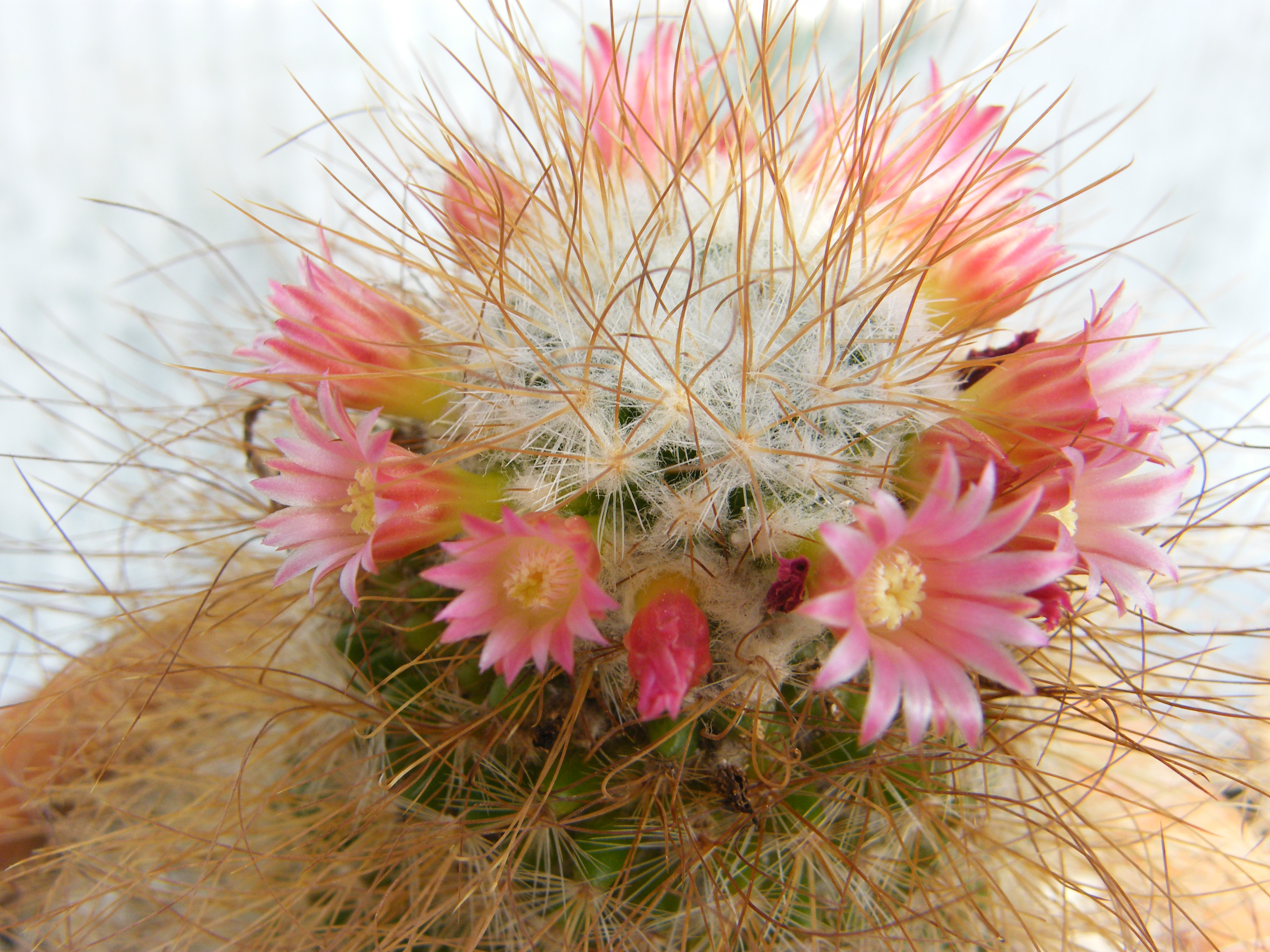    MAMMILLARIA  REKOI  ssp leptacantha 'aurilongispina' 875097Avril2012484