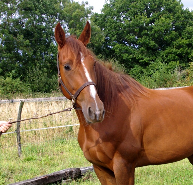 [PLACE] BRAVE TF Hongre 4 ans Le Cheval école !!!! 875194brave2