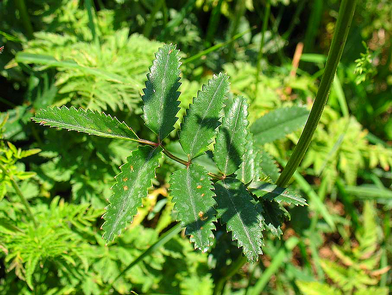 Planches Annotées des Plantes Utiles aux chevaux. - Page 15 875382pimpI