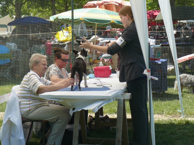 Nos chiens prennent la pose, statique exposition. - Page 4 877064P1040599