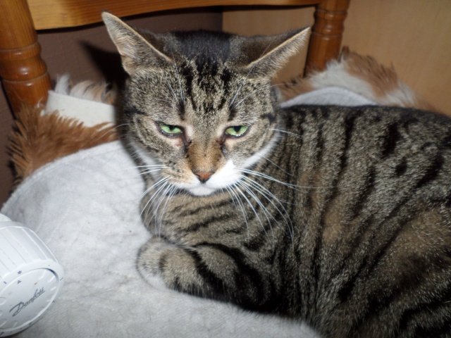 ELFIE NIZINNY F 3/5 ANS ASSO MUKITZA ADOPTEE PAR DAYSIE - Page 3 878574SAM5671