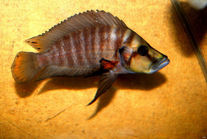 Altolamprologus .... 879129malealtocompremutondwe