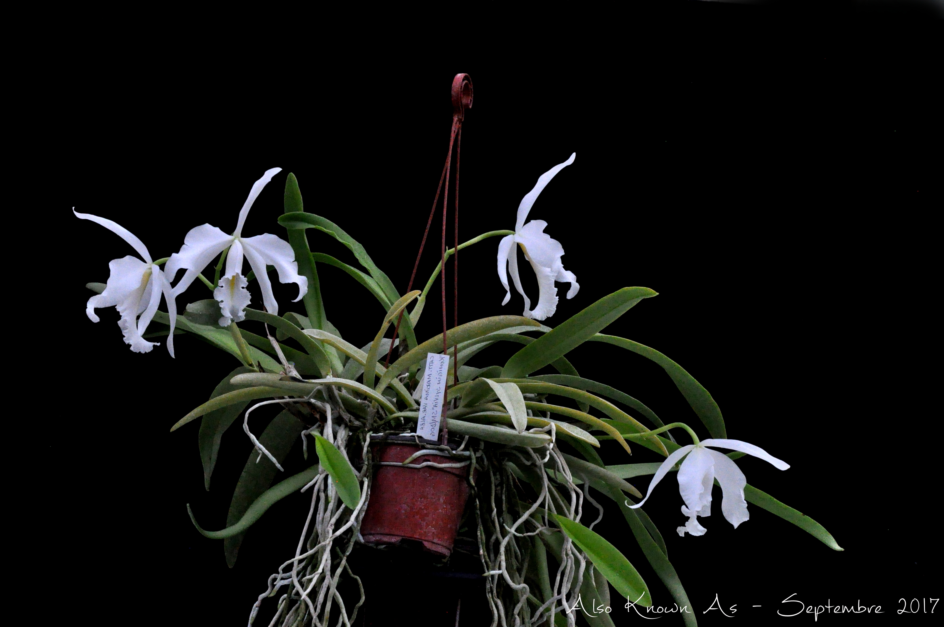 Cattleya maxima f. albescens 879922maximaalbescens