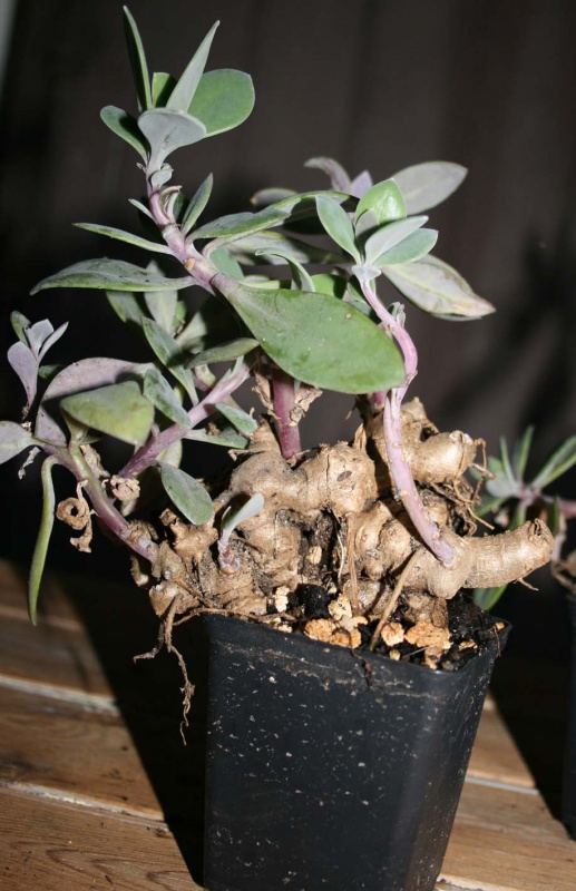 SENECIO COCCINEIFLORUS 881371seneciococcineus2