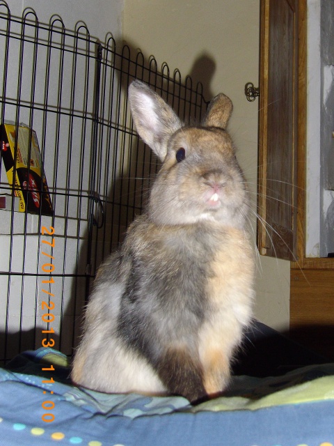 (Réservé) Romeo, lapin de 6 mois, Refuge FREE 881774IMGP0319