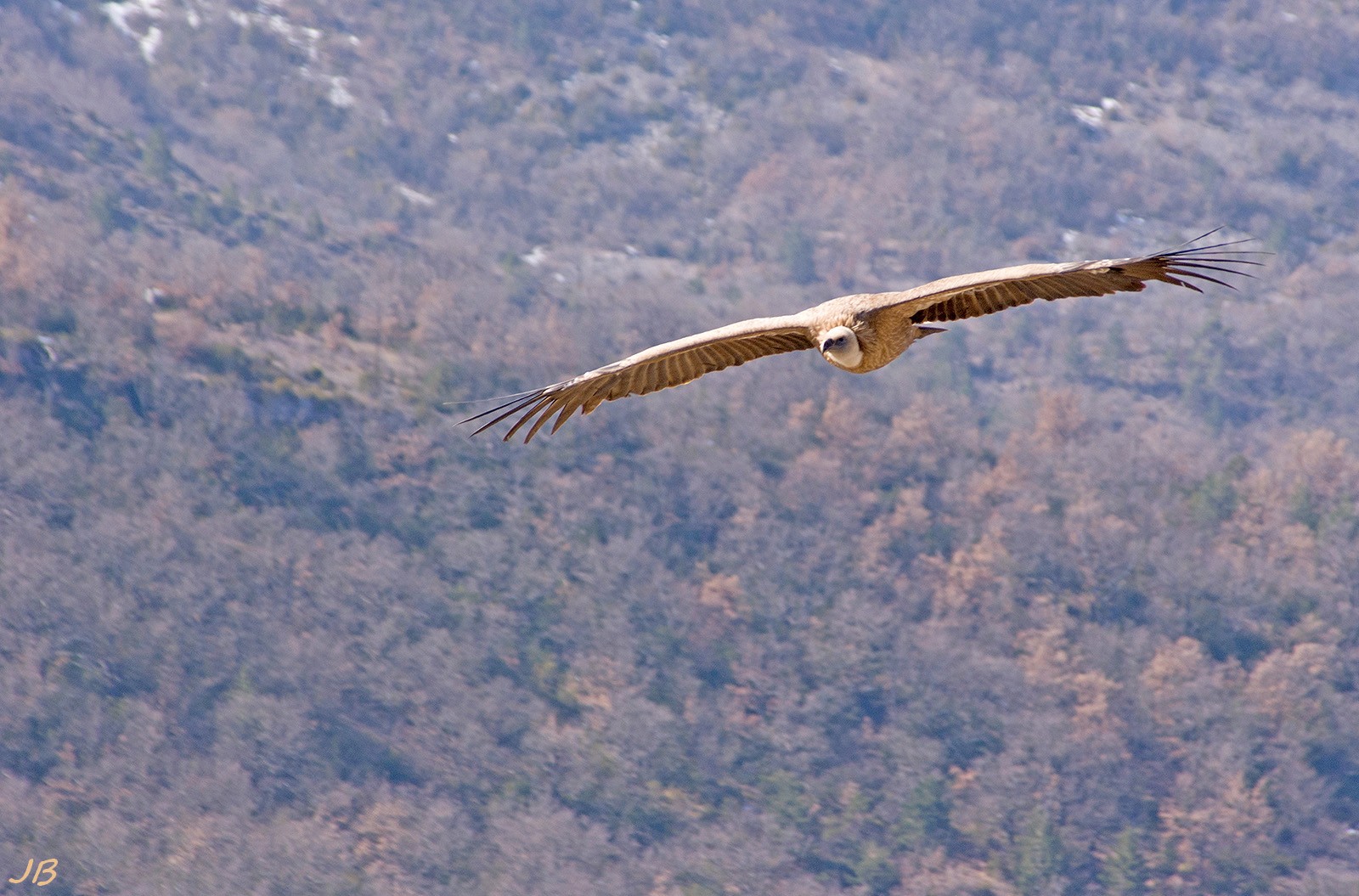 les oiseaux de Camaroney ( mise a jour du 13.06.2021) 884763DSC61371600