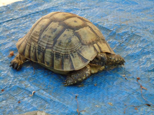 Tortue trouvée dans mon jardin 886546DSC00463