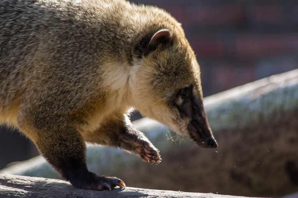 Zoo de Lille 887010IGP3820