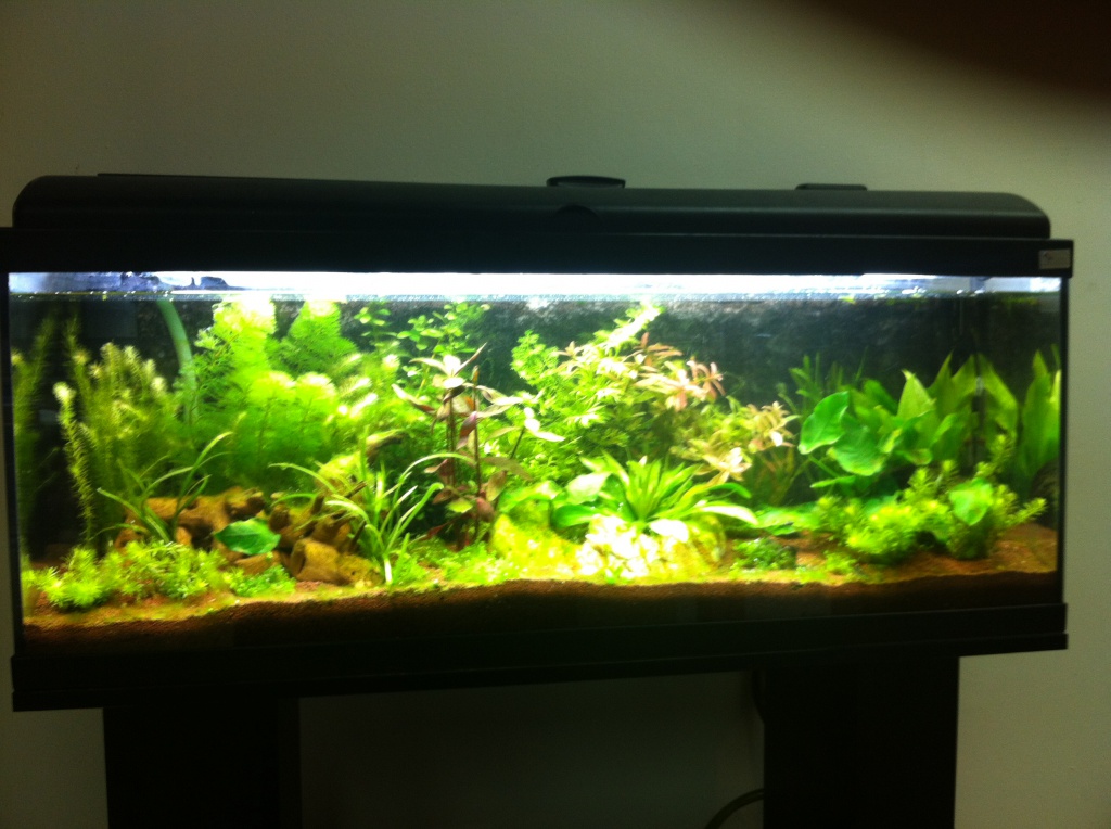 1er aquarium 120l assez planté 889419photo