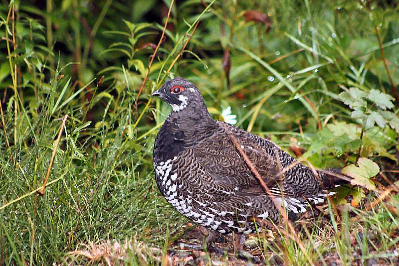 Le tétras du Canada 889768Tetras_canada2