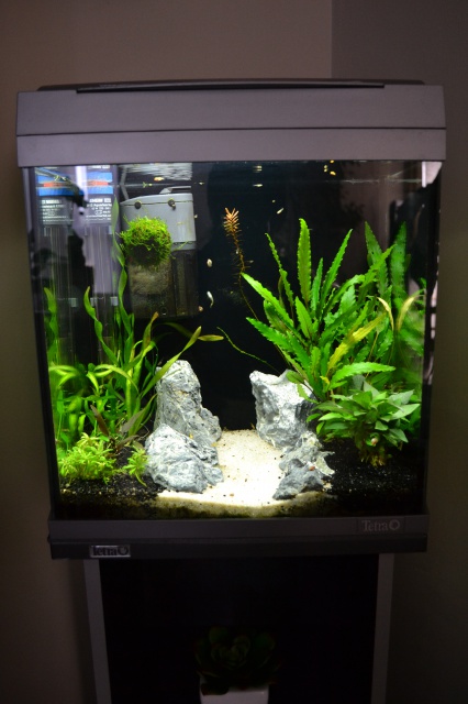 MES AQUARIUMS 240 L Communautaire et 30 L Aquascape + photos - Page 3 8910129416