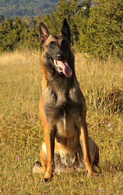 Un trio de malinois !  - Page 13 891226GEDC0351