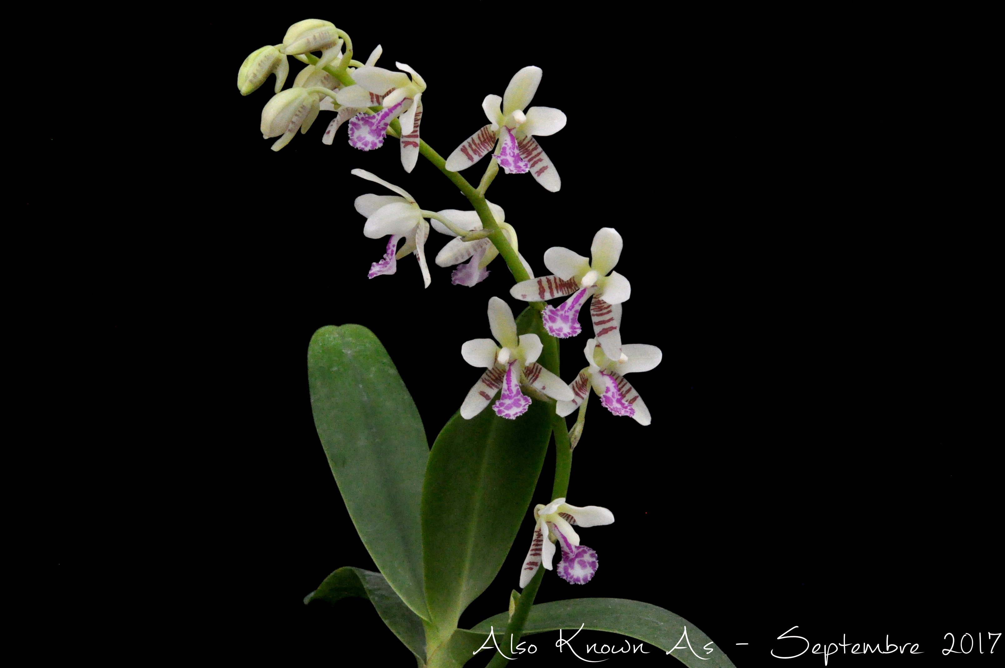 Phalaenopsis japonica 891883japonica