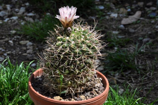 GYMNOCALYCIUM !!! - Page 2 893052gymnocalyciumritterianum1106241