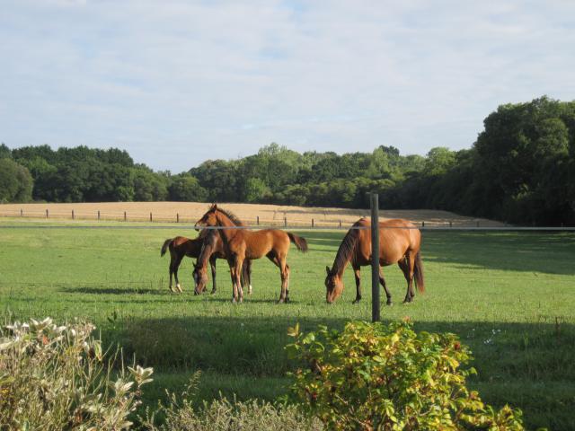 Domaine de Kerdianou...Vacances en Bretagne !!! 893504IMG8257