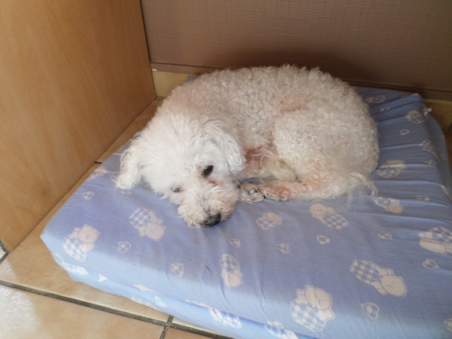 SNIF adorable caniche blanc 10 ans  FILEMON (80) - ADOPTE - Page 3 893773SAM2407