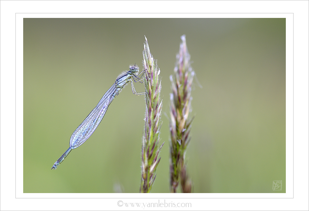 [Erythromma lindenii] Quel nom pour cet agrion ? 895673odo53