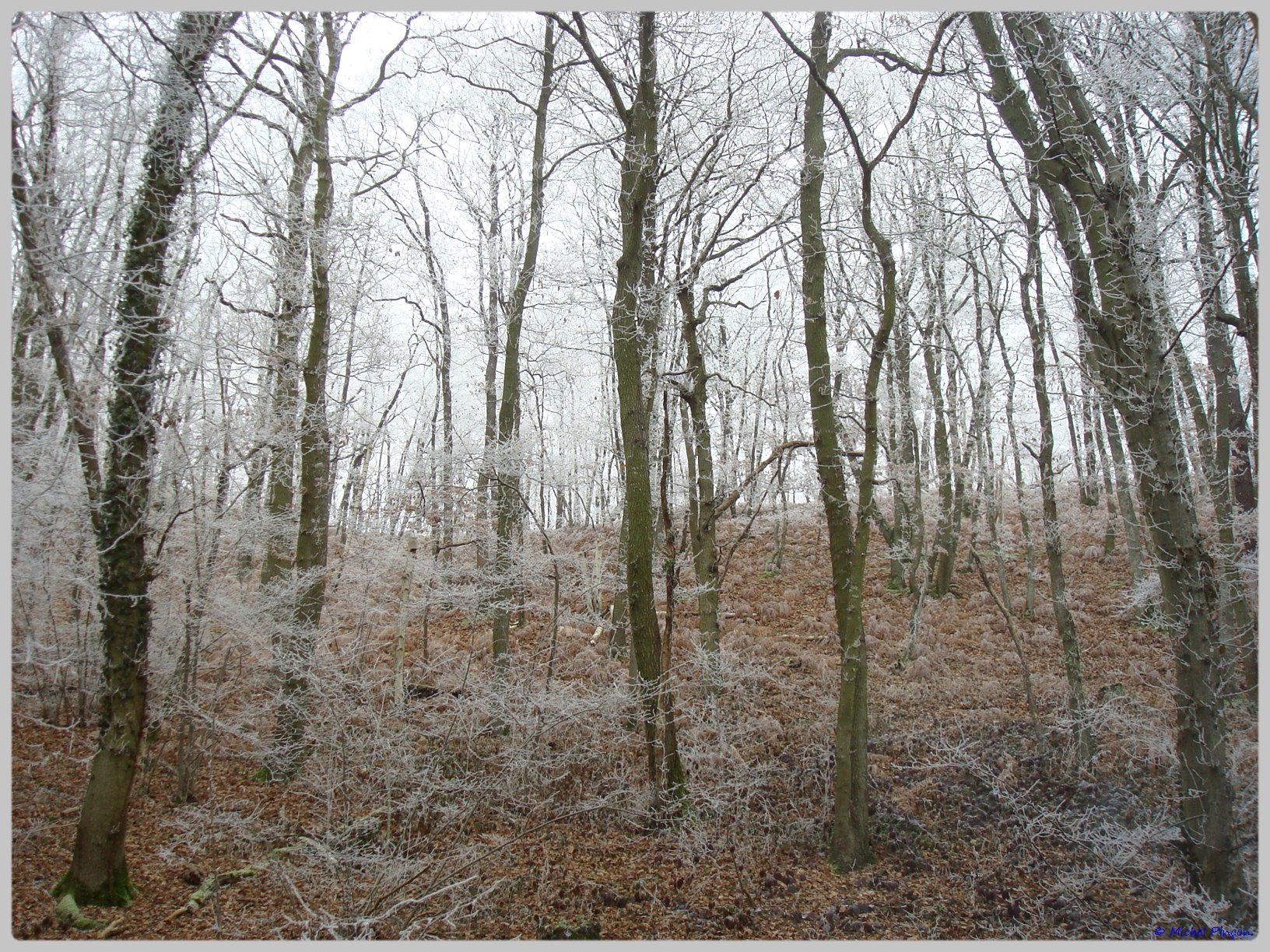 [fil ouvert] la forêt dans tous ses états - Page 12 895968DSC011768