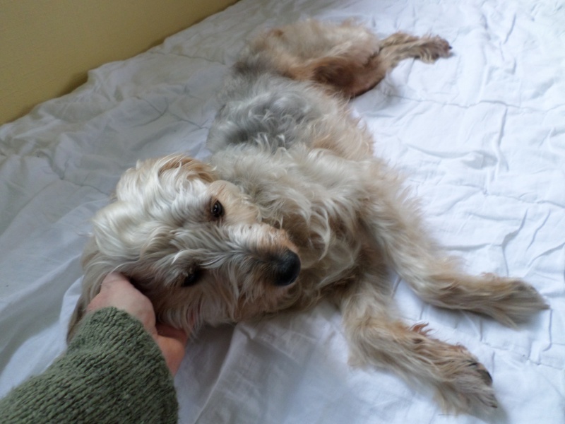 DAFFIE, gentille petite croisée griffon/york de 7 ans  896785SAM1960