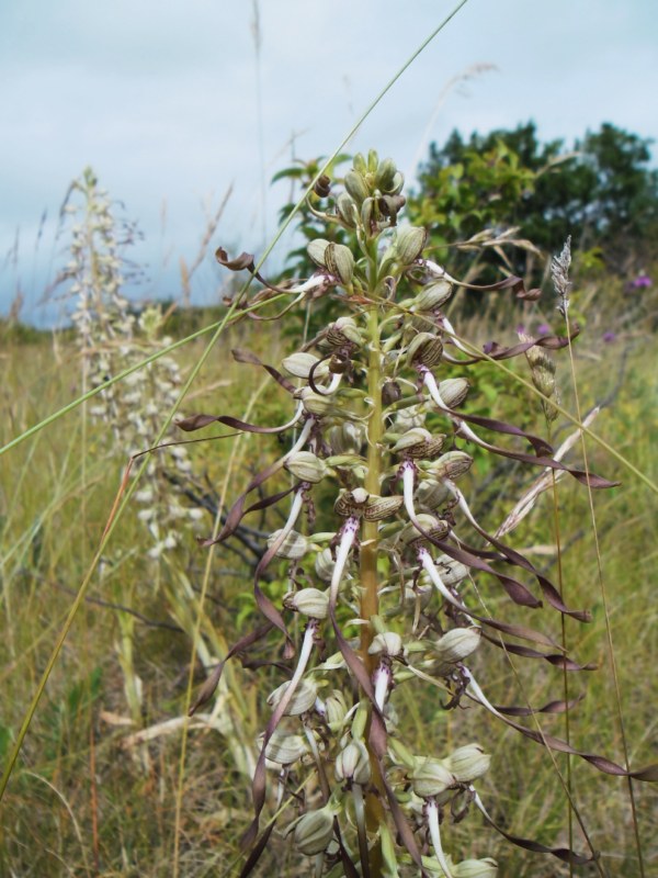 Himantoglossum hircinum (Orchis bouc) 898079SAM1064800x600
