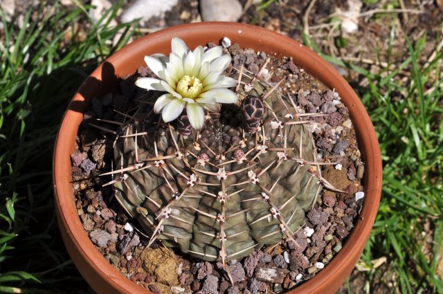 GYMNOCALYCIUM !!! - Page 2 898648gymnocalyciumschroederianumssppaucicostatum1106262