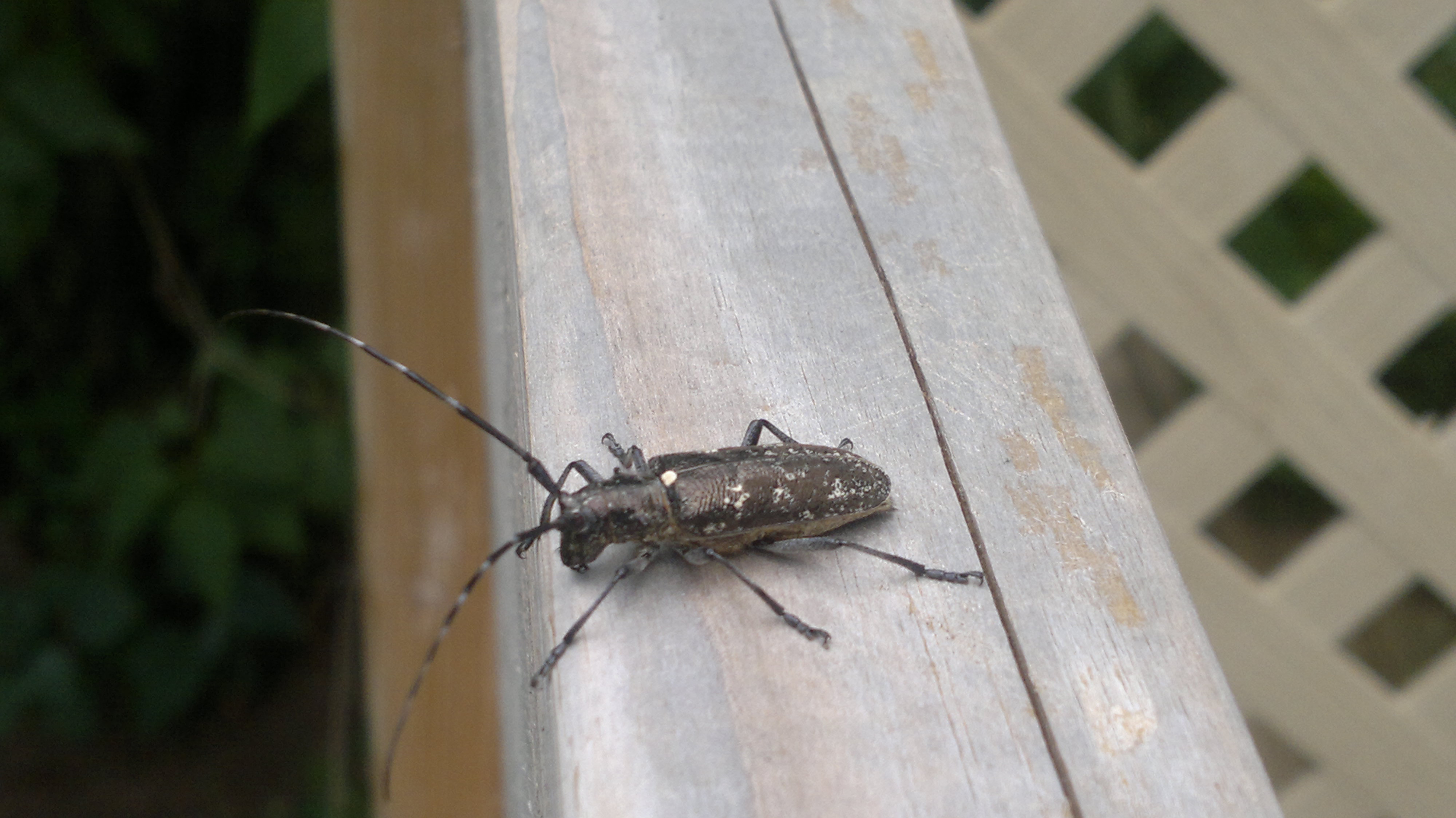 [Monochamus scutellatus] Longicorne gris? 898753010720121443