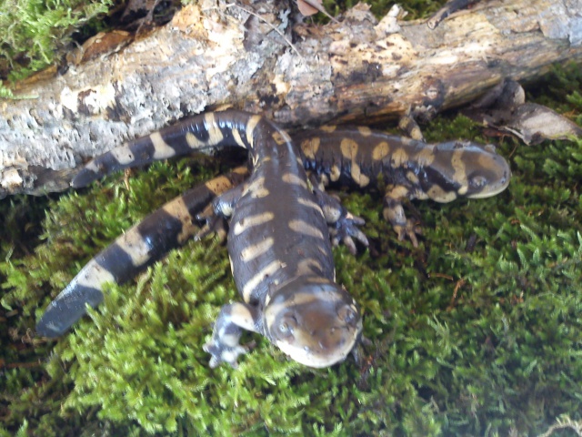 Couple d'Ambystoma mavortium d'Alexia... (Photos du 17 Octobre.) 898953039