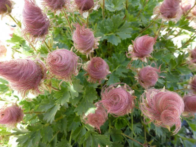 Geum reptans - benoîte rampante 899423P1070573