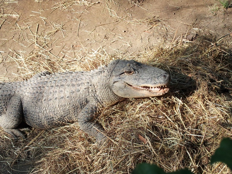 Un lézard de plus! 89958820130716094213