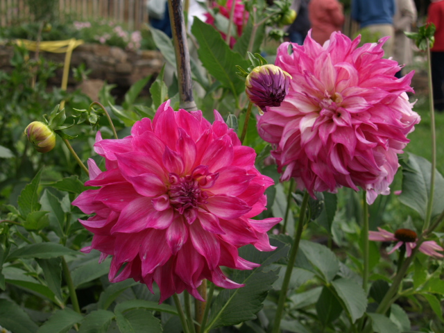 le jardin des plantes du mourot 901270P7202040