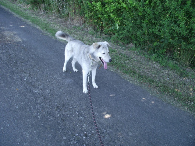 IROCK husky 01/01/2013 en accueil dans le ASSO49 ADOPTE 90302810339477102048114567101478405509896099569287o