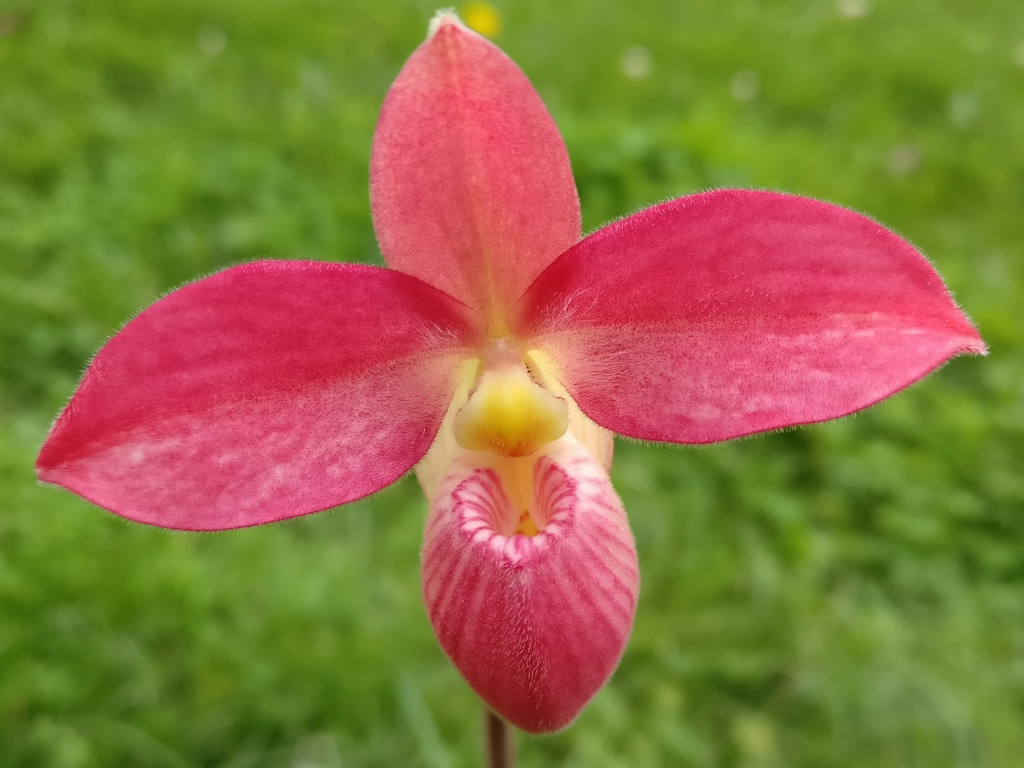 Phragmipedium Hanne Popow (P.besseae x P.schlimii) 904131IMG2017092917153001